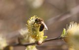 Die Frühlings-Seidenbiene (Colletes cunicularius) sammelt Pollen nur an blühenden Weiden. | © Klaus Weber