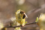 Die Frühlings-Seidenbiene (Colletes cunicularius) sammelt Pollen nur an blühenden Weiden. | © Klaus Weber