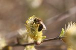 Die Frühlings-Seidenbiene (Colletes cunicularius) sammelt Pollen nur an blühenden Weiden. | &copy; Klaus Weber