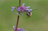 Die Mai-Langhornbiene (Eucera nigrescens)  auf der Stängelumfassenden Taubnessel (Lamium amplexicaule) | © Klaus Weber