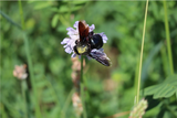 Die Blauschwarze Holzbiene (Xylocopa violacea) nutzt Totholz zur Nestablage. Hier ist sie auf einer Acker-Witwenblume (Knautia arvensis) zu sehen. | © Klaus Weber