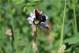 Die Blauschwarze Holzbiene (Xylocopa violacea) nutzt Totholz zur Nestablage. Hier ist sie auf einer Acker-Witwenblume (Knautia arvensis) zu sehen. | © Klaus Weber