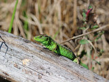 Zauneidechse (Lacerta agilis) | © Dr. Stefan Böger