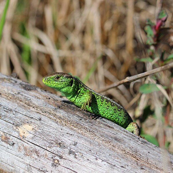 Zauneidechse (Lacerta agilis)