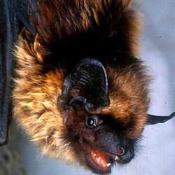 Breitflügelfledermaus
