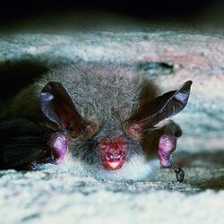 Bechsteinfledermaus