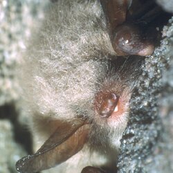Fransenfledermaus