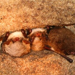 Wasserfledermaus