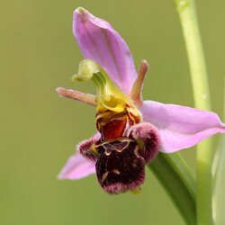 Bienen-Ragwurz