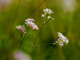 HÜGEL-MEIER (ASPERULA CYNANCHICA) | © Horst Lößl