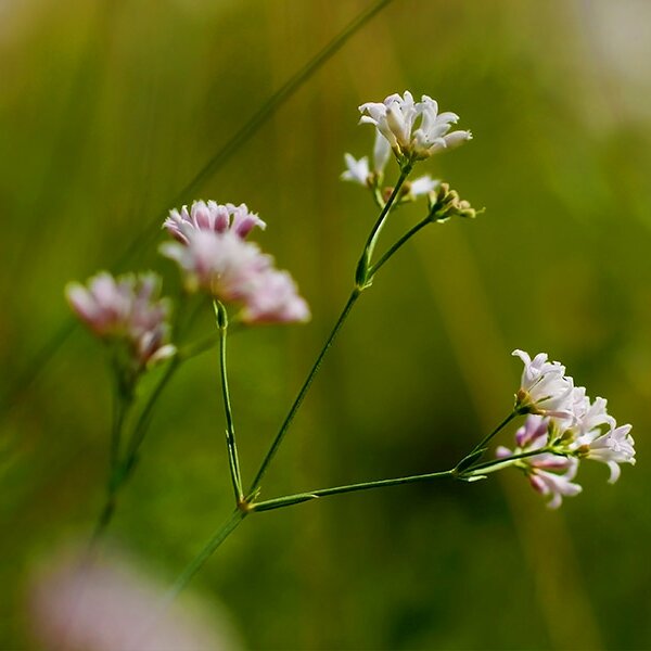 HÜGEL-MEIER (ASPERULA CYNANCHICA)