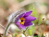 Gewöhnliche Küchenschelle (Pulsatilla vulgaris) | © Dr. Stefan Böger