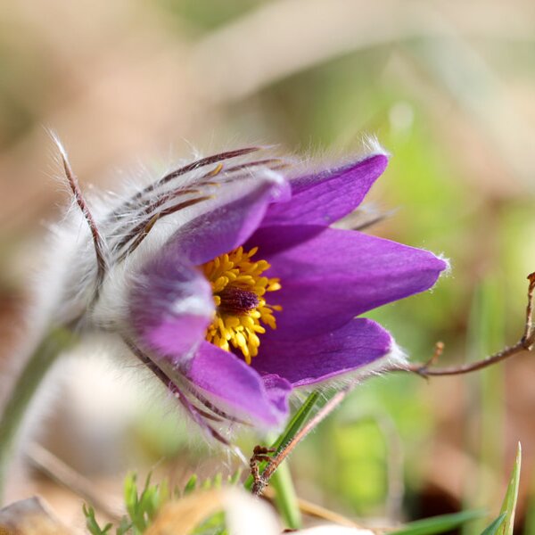 Gewöhnliche Küchenschelle (Pulsatilla vulgaris)