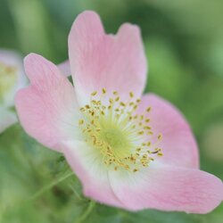 Kleinblütige Rose