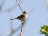 Klappergrasmücke (Sylvia curruca) | © Stefan Ott / piclease