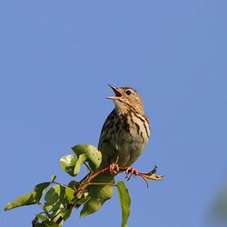 Baumpieper