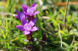 Gentianella Germanica | © Dr. Stefan Böger