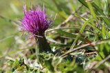 Stängellose Kratzdistel (Cirsium acaule) | © Dr. Stefan Böger