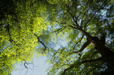 Blätterdach Sieben Linden | © gruenstifter