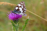 Melanargia Galathea | © Dr. Stefan Böger