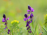 Polygala Comosa | © Dr. Stefan Böger