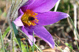 Pulsatilla Vulgaris | © Dr. Stefan Böger
