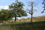 Beweidung im Naturschutzgebiet | © gruenstifter