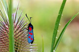 Widderchen (Zygaenidae) | © Dr. Stefan Böger