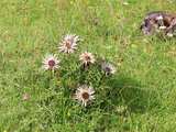 Silberdistel (Carlina acaulis) | © Dr. Stefan Böger