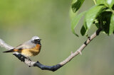 Gartenrotschwanz | © Heinz Müller / piclease