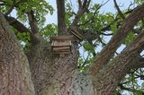 Fledermauskästen im Baum | © gruenstifter