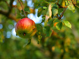 alte Obstsorten in privaten Obstgärten | © Dr. Stefan Böger