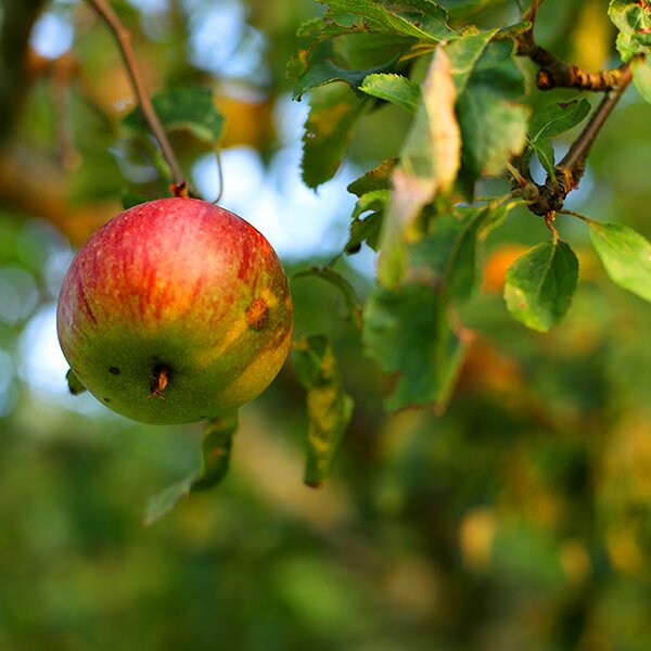 alte Obstsorten in privaten Obstgärten