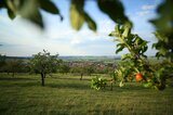 Streuobstwiese mit Apfel im Vordergrund | © gruenstifter