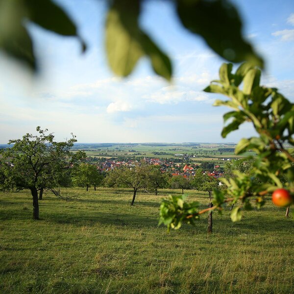 Streuobstwiese mit Apfel im Vordergrund