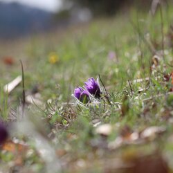 Frühling auf der Buchleite