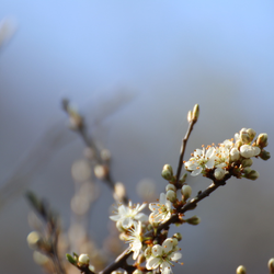 Frühling auf der Buchleite