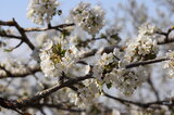 Kirschblüte | © Dr. Stefan Böger / Regierung von Mittelfranken