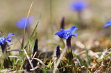 Frühlingsenzian | © Dr. Stefan Böger / Regierung von Mittelfranken