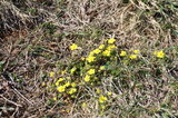 Potentilla | © Dr. Stefan Böger / Regierung von Mittelfranken