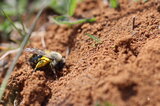 Wildbiene | © Dr. Stefan Böger / Regierung von Mittelfranken