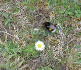 Hummel und Gänseblümchen | © LBV Umweltstation Altmühlsee