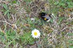 Hummel und Gänseblümchen | © LBV Umweltstation Altmühlsee