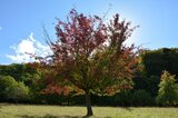 Baumleuchten im Herbst | © LBV Umweltstation Altmühlsee