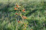 Ein Männlein steht im Walde, ganz still und stumm... die Hagebutte | © LBV Umweltstation Altmühlsee