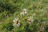 Silberdistel unter Naturschutz | © LBV Umweltstation Altmühlsee