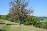 Meißener Langstielige Feigenbirne im Herbst | © LBV Umweltstation Altmühlsee