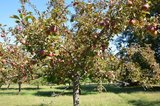 mit Äpfeln geschmückter Baum  | © LBV Umweltstation Altmühlsee