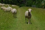 Ein Schaf stellt sich vor | © LBV Umweltstation Altmühlsee