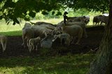 Schafe um den Brunnen unter den sieben Linden | © LBV Umweltstation Altmühlsee